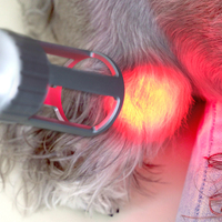 Appareil de thérapie laser haute intensité de classe 4 pour cliniques vétérinaires, soulagement de la douleur animale et traumatismes des tissus mous