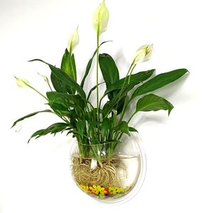 高級モダンエコフレンドリー透明アクリル壁掛け式水槽、バブルデザイン軽量アクアリウムボックス - Product Image 5