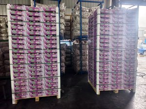 <span class=keywords><strong>Ail</strong></span> Ajo Alho <span class=keywords><strong>Ail</strong></span> frais à bas <span class=keywords><strong>prix</strong></span> Vente en gros <span class=keywords><strong>Ail</strong></span> blanc de fournisseur chinois vérifié Légumes frais - Product Image 4