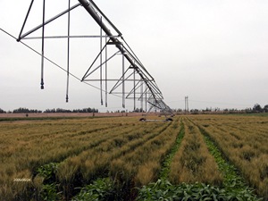 Trung Quốc trang trại nhỏ hệ thống thủy lợi trung tâm tiết kiệm nước pivot irrigators với động cơ và hộp số vật liệu kim loại để bán - Product Image 4