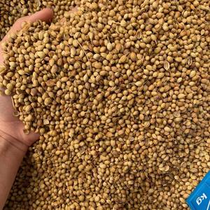 香菜籽 新鲜风格 天然香草 密封包装 工厂供应 单一香料 健康调味料 用于烹饪和美食 - Product Image 2