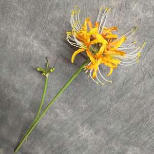 زهور زنبق العنكبوت الاصطناعية بالجملة لتزيين طاولات المنزل، زهور حريرية اصطناعية للديكور - Product Image 2