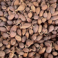 Poudre d'extrait d'Amomum Tsao Ko de qualité alimentaire naturelle en gros pour la matière première des aliments et boissons fonctionnels