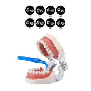 Kit de Moldes de Impresión Estética para Dientes Posteriores, Juego de Sellos Oclusales para Restauración Dental - Product Image 2