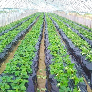 Film de paillage agricole de bonne qualité, plastique de paillage, couverture du sol pour ferme et verger - Product Image 6