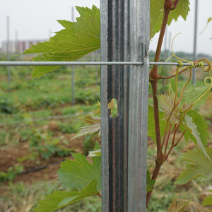 Feuer verzinkte Metall-Weinberg stangen Wartungsarme Weinreben unterstützung für <span class=keywords><strong>Trellis</strong></span>-System Obstgärten Farmen Druck wärme - Product Image 1