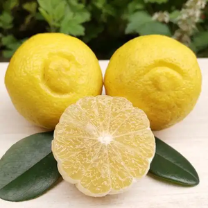 Yuzu Concentrado Food Flavors Yuzu Flavor Yuzu Suco Concentrado para bebidas, Craft Beer, Hard Seltzer, Cocktail, Molho - Product Image 4