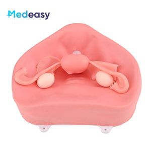 Vrouwelijk baarmoedermodel met baarmoeder, baarmoederhals en <span class=keywords><strong>vagina</strong></span>, fibroïde zwelling, simulatie van de bekkenomgeving - Product Image 2