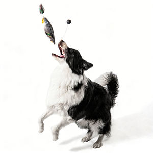 Juguete de Pato Mallard para Caza, Señuelo de EVA Resistente para Entrenamiento de Perros de Caza - Product Image 6