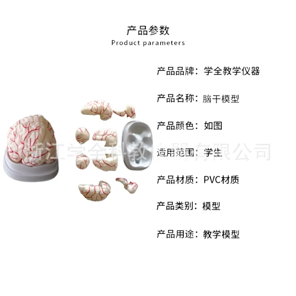 Medizinisches menschliches Gehirn Anatomie-Modell, abnehmbarer Hirnstamm, interventrikuläres Nervensystem-Modell