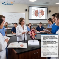 Modèle anatomique de rein humain démontable en PVC pour la néphrologie clinique et la démonstration pédagogique en anatomie CE/ISO/ROHS/CNAS