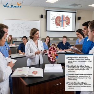 Modelo Anatómico de Riñón Humano Desmontable de PVC para Demostración en Enfermería Clínica y Enseñanza de Anatomía CE/ISO/ROHS/CNAS - Product Image 1