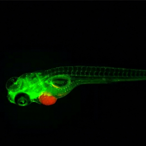 Microscopio Stereo Zoom Motorizzato BestScope BS-3090M con Sistema Ottico Galileo a Parallelo Infinito per la Ricerca sulle Zebrafish - Product Image 2