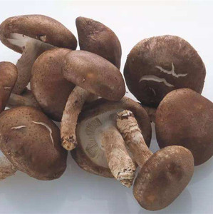 Échantillon <span class=keywords><strong>Gratuit</strong></span> <span class=keywords><strong>Rainbow</strong></span> Supply : Complément Alimentaire Biologique en Poudre AHCC, Extrait de Champignon Shiitake - Product Image 3