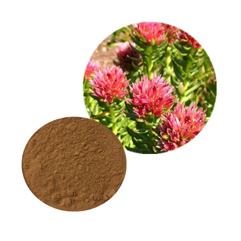 Commercio all'ingrosso estratto di Rhodiola Rosea Rhodiola Rosea in polvere Rhodiola in polvere