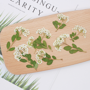 Prix de gros : Petits narcisses naturels pressés et séchés avec tiges, fleurs botaniques véritables pour fournitures DIY en gros - Product Image 1