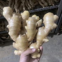 Nouvelle Saison - Exportation de Gingembre Frais - Gingembre Frais de Qualité Supérieure de Chine - Usine de Gingembre