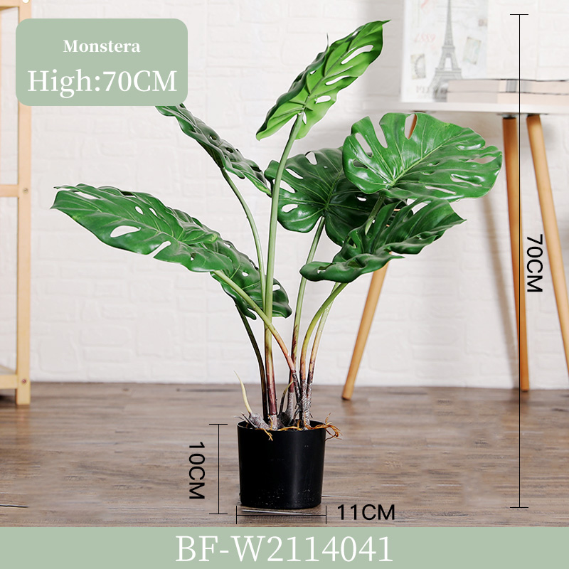 70cm/Monstera