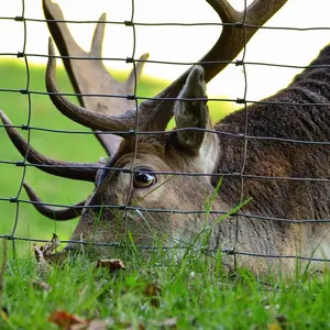 Cerca galvanizada para fazenda de animais agrícolas ovelhas e cabras