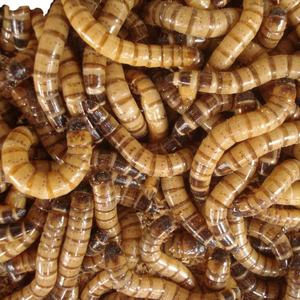Superworm allevati in fattoria ad alta nutrizione mangime ideale per rettili uccelli e piccoli animali domestici - Product Image 2