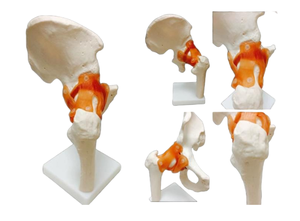 Modèle d'enseignement médical articulation de la hanche avec ligaments pour l'éducation et la formation en anatomie - Product Image 6