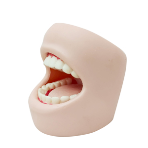 Bán buôn PVC y tế khoa học nha khoa tiêu chuẩn mô phỏng người lớn răng đầy đủ Miệng răng giảng dạy tiên tiến chăm sóc răng miệng mô hình má - Product Image 2