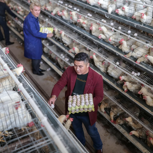 ระบบระบายอากาศแบบหลายชั้นที่มีความแม่นยำสูง รองรับการให้อาหารแบบหลายชั้น เหมาะสำหรับฟาร์มเชิงนิเวศขนาดใหญ่ ประสิทธิภาพสูงสำหรับการเลี้ยงแบบหลายชั้น - Product Image 1