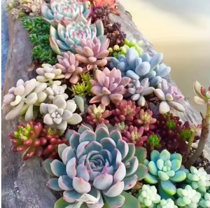 Plantas <span class=keywords><strong>Suculentas</strong></span> Artificiales Pequeñas al por Mayor, <span class=keywords><strong>Suculentas</strong></span> Artificiales Realistas en Maceta, Duraderas para Decoración del Hogar y Bodas - Product Image 1