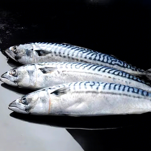 Pescado Caballa Congelado Fresco Entero Redondo del Pacífico BQF Congelado en el Mar 10 kg para Restaurante Japonés de Sushi - Product Image 1