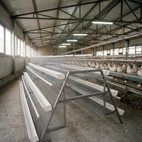 Nouvelles cages à poulets et cailles de type A Linchuan, conception à étages, en treillis d'acier galvanisé à chaud, capacité 96-160 poulets