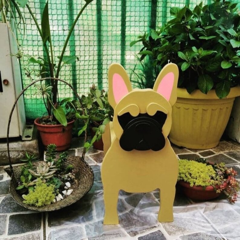 C- french bulldog-yellow