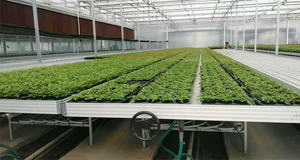 Banco Idroponico Commerciale a Rotelle di Grandi Dimensioni con Doppio Strato di Film PE per Agricoltura e Coltivazione di Piante - Product Image 5