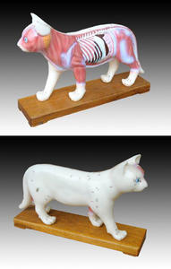 نموذج طبي للوخز بالإبر والجسم للقطط من الكلوريد متعدد الفينيل لاستشعار الطب البيطري - Product Image 2