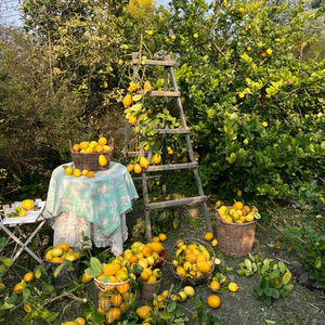 Óleo Essencial de Eucalipto Limão Orgânico Puro 100% Natural para Aromaterapia, Cuidados com a Pele, Cabelo e Repelente de Mosquitos - Product Image 6