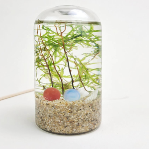 Kits de culture de terrarium de plantes qu'une mini boule de cristal mousse kit de terrarium bricolage <span class=keywords><strong>pour</strong></span> <span class=keywords><strong>cadeau</strong></span> de <span class=keywords><strong>jardinier</strong></span> - Product Image 1