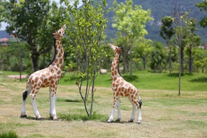 Decoración de Parque al Aire Libre, Jirafa de Fibra de Vidrio Personalizada, Estatua de Jirafa de Resina Realista de Gran Tamaño, Jirafa de Tamaño Real - Product Image 2