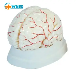 Modelo de cerebro de alta calidad, nuevo estilo de ciencia médica, avanzada, tamaño real, PVC, 9 piezas