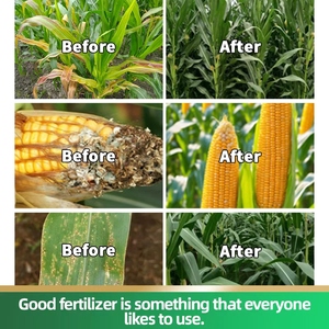 Ngô vàng thanh năng suất cao Phân bón hữu cơ lỏng cây trồng đặc biệt cho rễ đầy đặn năng suất dồi dào cho Ngô phát triển nâng cao năng suất - Product Image 4