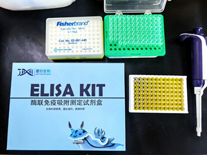 Kit ELISA para <span class=keywords><strong>Tromboxano</strong></span> <span class=keywords><strong>A2</strong></span> Humano (TX-<span class=keywords><strong>A2</strong></span>) para Uso en Investigación, para Medir Niveles de TX-<span class=keywords><strong>A2</strong></span> en Suero, Plasma y Fluidos Biológicos - Product Image 6
