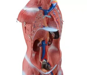 Modelo <span class=keywords><strong>de</strong></span> anatomía muscular del cuerpo humano desmontable <span class=keywords><strong>de</strong></span> 80CM con 27 piezas - Product Image 4