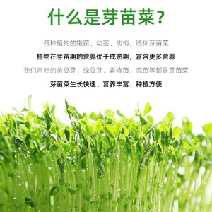 Bandejas para germinación de brotes, hidroponía, cultivo sin suelo en balcones, venta directa de fabricantes, papel para brotes de frijol - Product Image 4