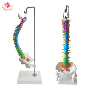 Humanes Anatomisches Farb-Rückwirbelmodell FRT018 kleine flexible Wirbel zervikal Lendenwirbel Nerven Medizin Forschung - Product Image 3