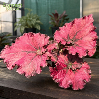 Plante ornementale vivante de Begonia Daxinensis de qualité supérieure, facile d'entretien, feuillage magnifique, plante en pot d'intérieur, décoration de la maison