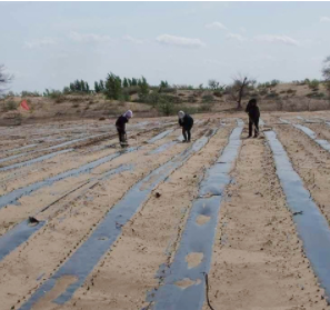 Prix usine chinois plastique perforé LDPE fraise tomate 25mic 20mic film de paillis/papier de <span class=keywords><strong>paillage</strong></span> agricole pour l'ensemencement - Product Image 4