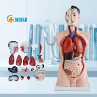 Modelo de Torso Humano de 85 cm para Enseñanza de Ciencias Médicas, en PVC, con Partes Desmontables, para Demostración Anatómica en Escuelas, con Certificación CE/ISO