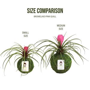 Country-Style Pink Quill Bromeliad Tillandsia Kokedama Kit Moss Ball para uso en el piso y plantas Decoración de jardín - Product Image 5