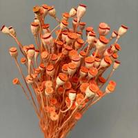 Fleurs séchées en gros pour la décoration intérieure : fleurs de pavot de terre naturelles préservées pour la création de bouquets et l'art floral