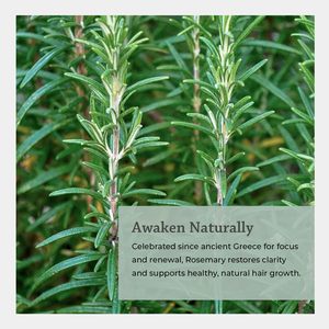 <span class=keywords><strong>Aceite</strong></span> Esencial <span class=keywords><strong>de</strong></span> Romero Orgánico <span class=keywords><strong>de</strong></span> Marca Privada <span class=keywords><strong>en</strong></span> Roll-on para el Crecimiento <span class=keywords><strong>del</strong></span> Cabello y Mezcla para Mejorar <span class=keywords><strong>la</strong></span> Concentración con <span class=keywords><strong>Aceite</strong></span> <span class=keywords><strong>de</strong></span> <span class=keywords><strong>Coco</strong></span> y <span class=keywords><strong>Aceite</strong></span> <span class=keywords><strong>de</strong></span> Romero - Product Image 2