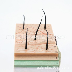 Un modèle anatomique 50x agrandi de la structure de la peau humaine et des couches tissulaires ; un outil de démonstration et d'enseignement pour la pratique minimale invasive. - Product Image 4