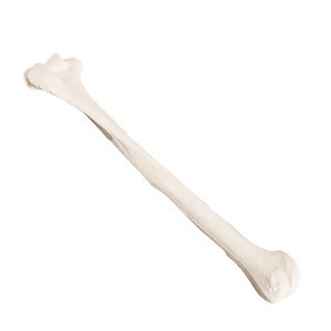 Skelet Model Opperarmbeen Hoge Kwaliteit Menselijke <span class=keywords><strong>Humerus</strong></span> Natuurlijke Grootte - Product Image 1